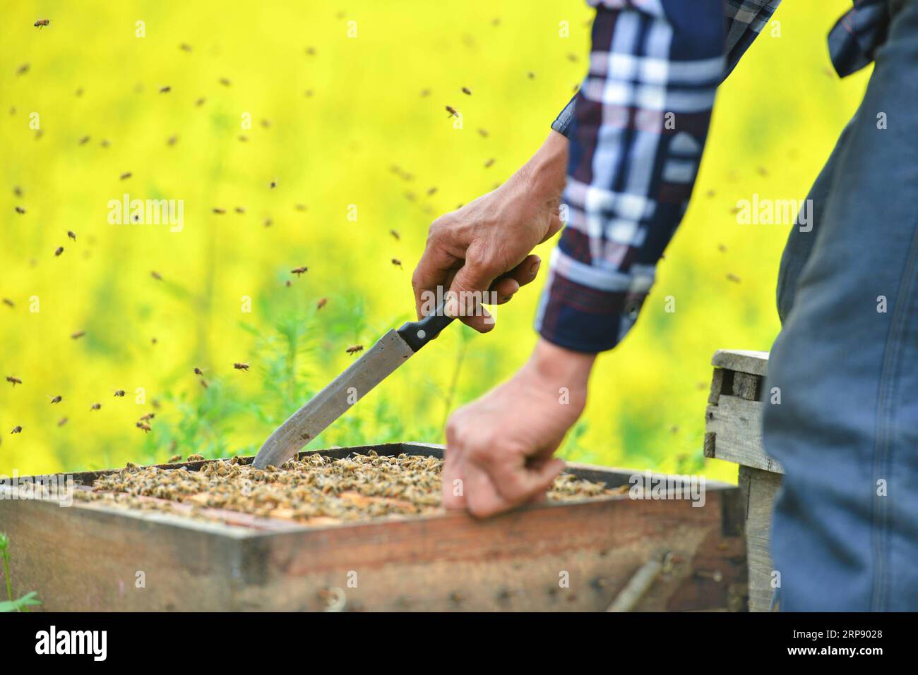 (190319) -- HENGYANG, 19 marzo 2019 (Xinhua) -- il detentore di api Ou Jinhua controlla una scatola di allevamento di api nella città di Gaohu, Hengyang City, provincia di Hunan della Cina centrale, 18 marzo 2019. Gli allevatori di api qui sono impegnati a raccogliere miele di recente quando il tempo si fa più caldo. (Xinhua/Xiao Yahui) CHINA-HUNAN-SPRING-BEE FARM (CN) PUBLICATIONxNOTxINxCHN Foto Stock