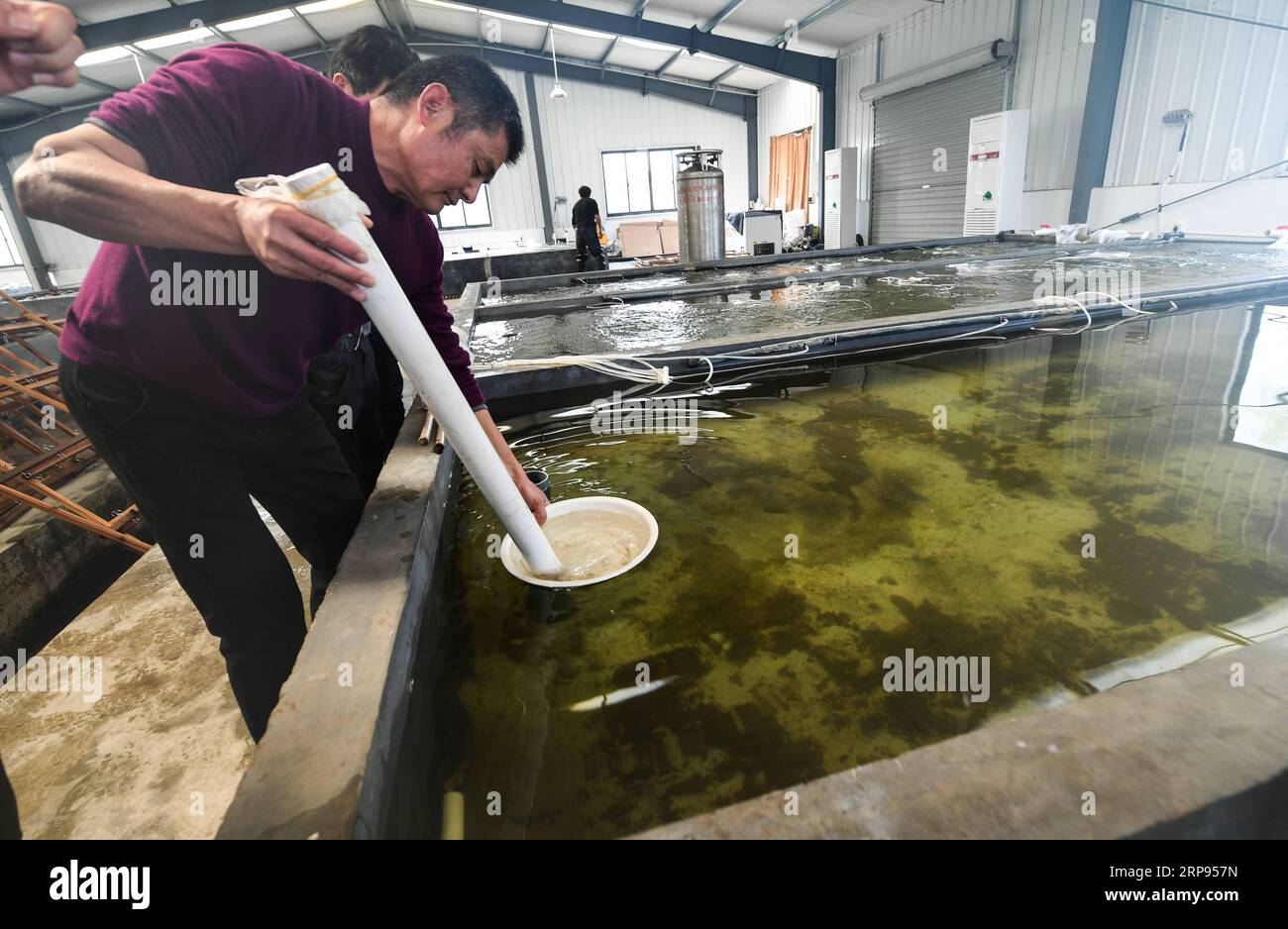 (190324) -- HUZHOU, 24 marzo 2019 (Xinhua) -- Fei Zhiping controlla la crescita della frittura in un laboratorio presso la base di coltivazione della frittura acquatica di Huwang nel villaggio Baojian della città di Huzhou, provincia di Zhejiang nella Cina orientale, 24 marzo 2019. Altri abitanti del villaggio hanno iniziato a lavorare nel settore dell'acquacoltura d'acqua dolce dal 2014. Oltre 600 mu (40 ettari) sono stati costruiti stagni da pesca dalla base di coltivazione di frittura acquatica Huwang nel villaggio di Baojian, con la produzione annuale di frittura di pesce che raggiunge circa un miliardo. Alla fine di marzo, l'industria della coltivazione della frittura entra nella stagione di picco delle vendite. (Xinhua/Xu Yu) CINA-ZHEJIANG- Foto Stock