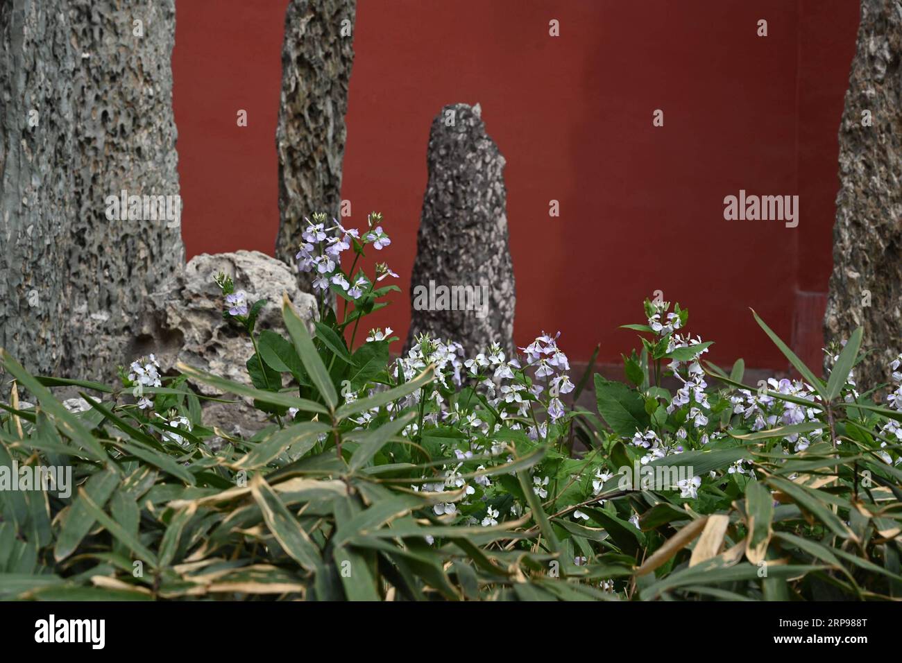 (190328) -- PECHINO, 28 marzo 2019 (Xinhua) -- foto scattata il 28 marzo 2019 mostra fiori in fiore nel Museo del Palazzo di Pechino, capitale della Cina. (Xinhua/Jin Liangkuai) (InPalaceMuseum)CHINA-BEIJING-PALACE MUSEUM-FLOWERS (CN) PUBLICATIONxNOTxINxCHN Foto Stock