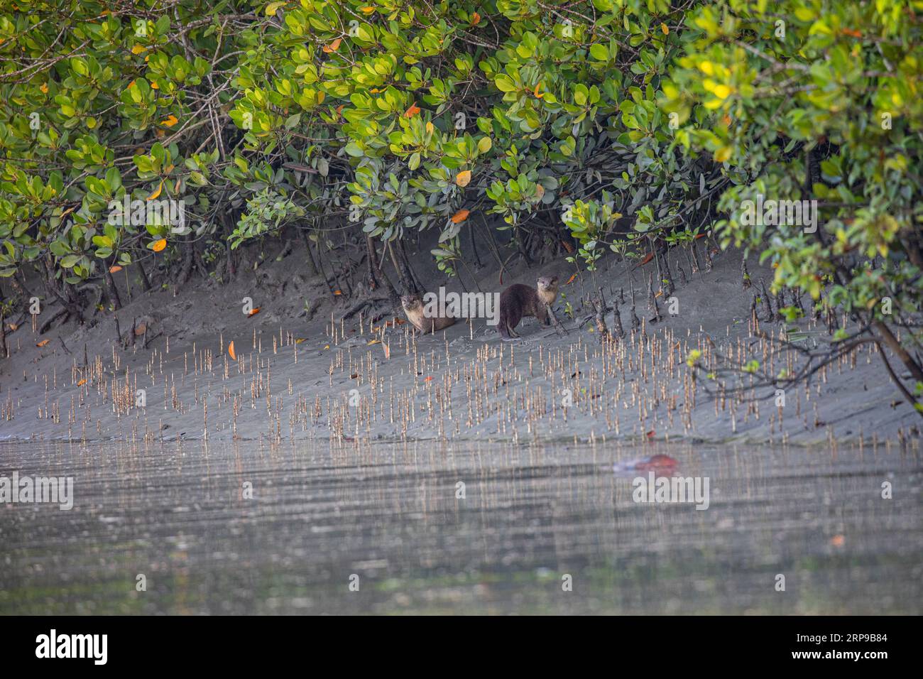 Sundarbans, Bangladesh: La lontra asiatica a piccoli artigli (Aonyx cinereus), nota anche come lontra orientale a piccoli artigli e lontra a piccoli artigli, in su Foto Stock