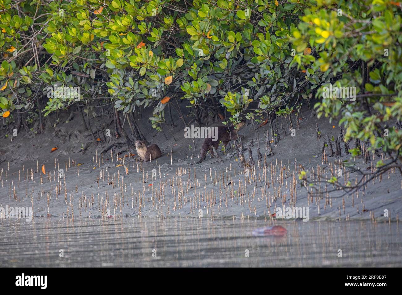 Sundarbans, Bangladesh: La lontra asiatica a piccoli artigli (Aonyx cinereus), nota anche come lontra orientale a piccoli artigli e lontra a piccoli artigli, in su Foto Stock