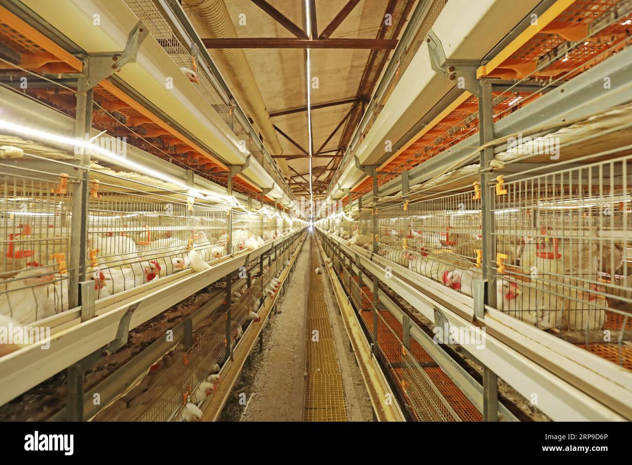 Modern Chicken Farm in Cina Foto Stock