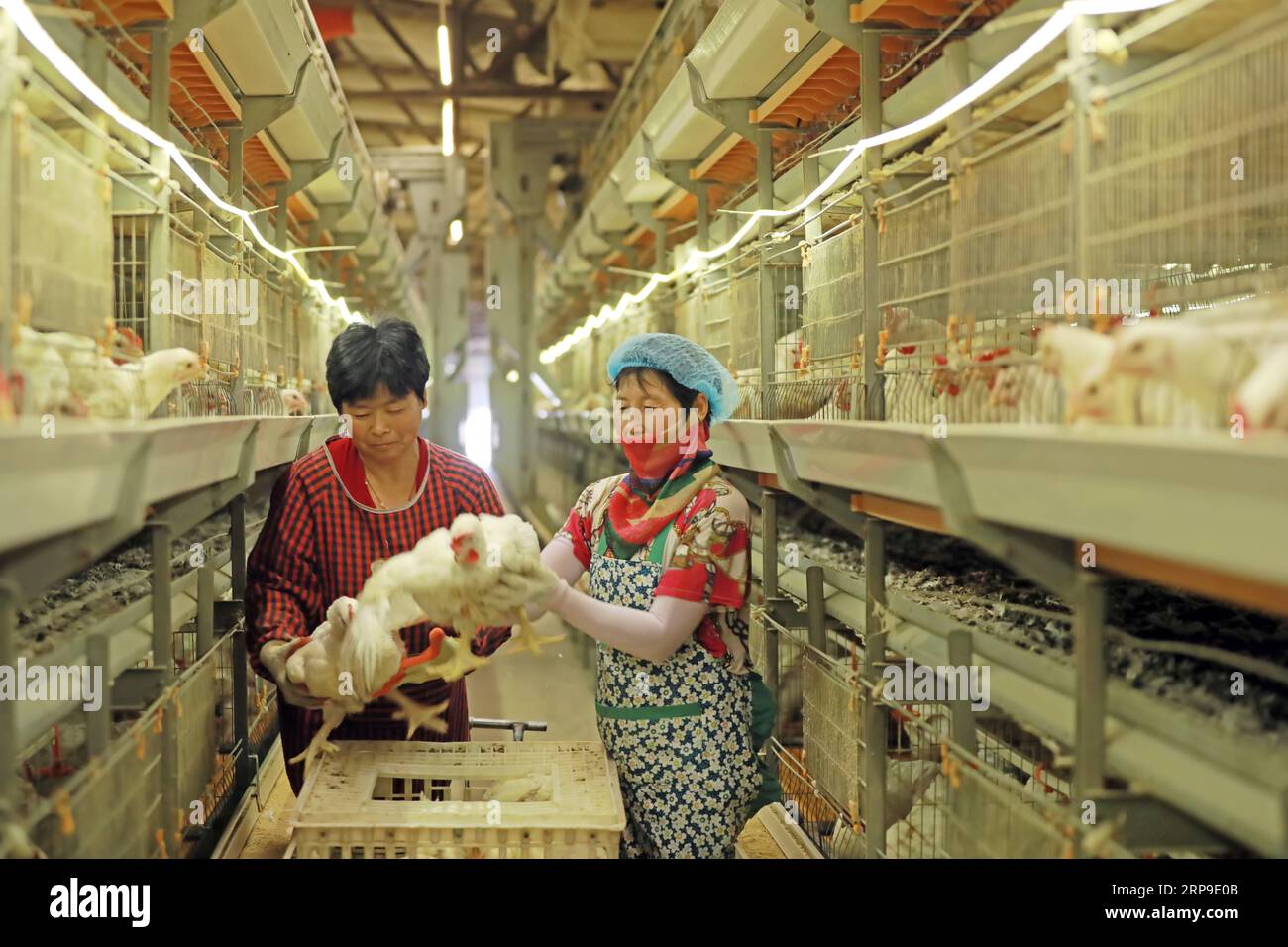 Contea di Luannan, Cina - 18 giugno 2019: Allevatori femminili guardano la crescita dei polli da carne, contea di Luannan, provincia di Hebei, Cina Foto Stock