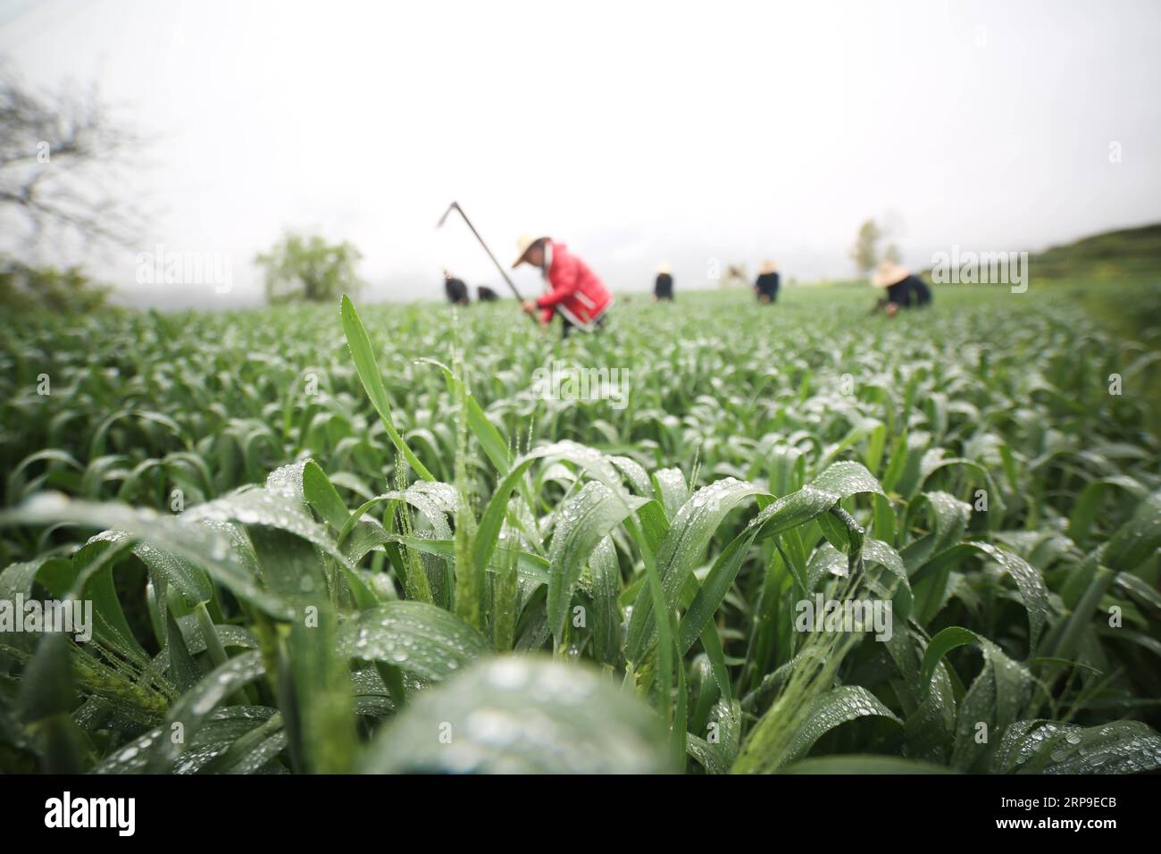 (190404) -- BIJIE, 4 aprile 2019 (Xinhua) -- gli agricoltori lavorano in un campo nel villaggio Yangliu della città di Changshi, contea di Dafang, Bijie, provincia di Guizhou nella Cina sud-occidentale, 4 aprile 2019. (Xinhua/Luo Dafu) CINA-LAVORI AGRICOLI PRIMAVERILI (CN) PUBLICATIONxNOTxINxCHN Foto Stock