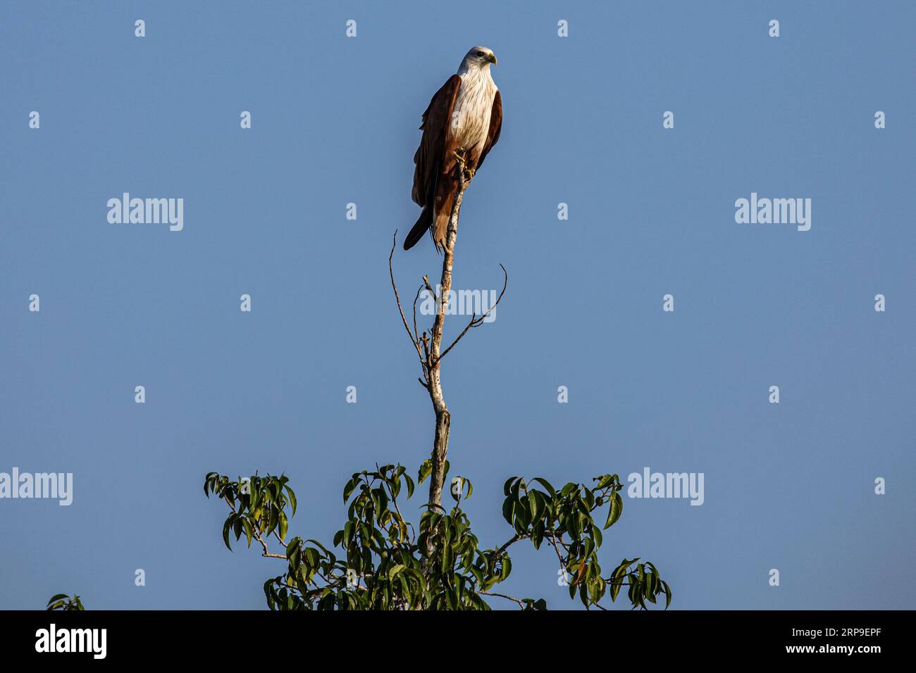 Sundarbans, Bangladesh: L'aquilone brahminy (Haliastur indus) a Sundarbans, sito patrimonio dell'umanità dell'UNESCO e riserva naturale. È il più grande li Foto Stock