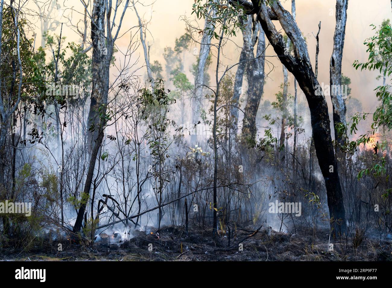 Fumo e fiamme che si sollevano dal cespuglio bruciato dopo un'ustione controllata. Maryborough, Queensland, Australia Foto Stock
