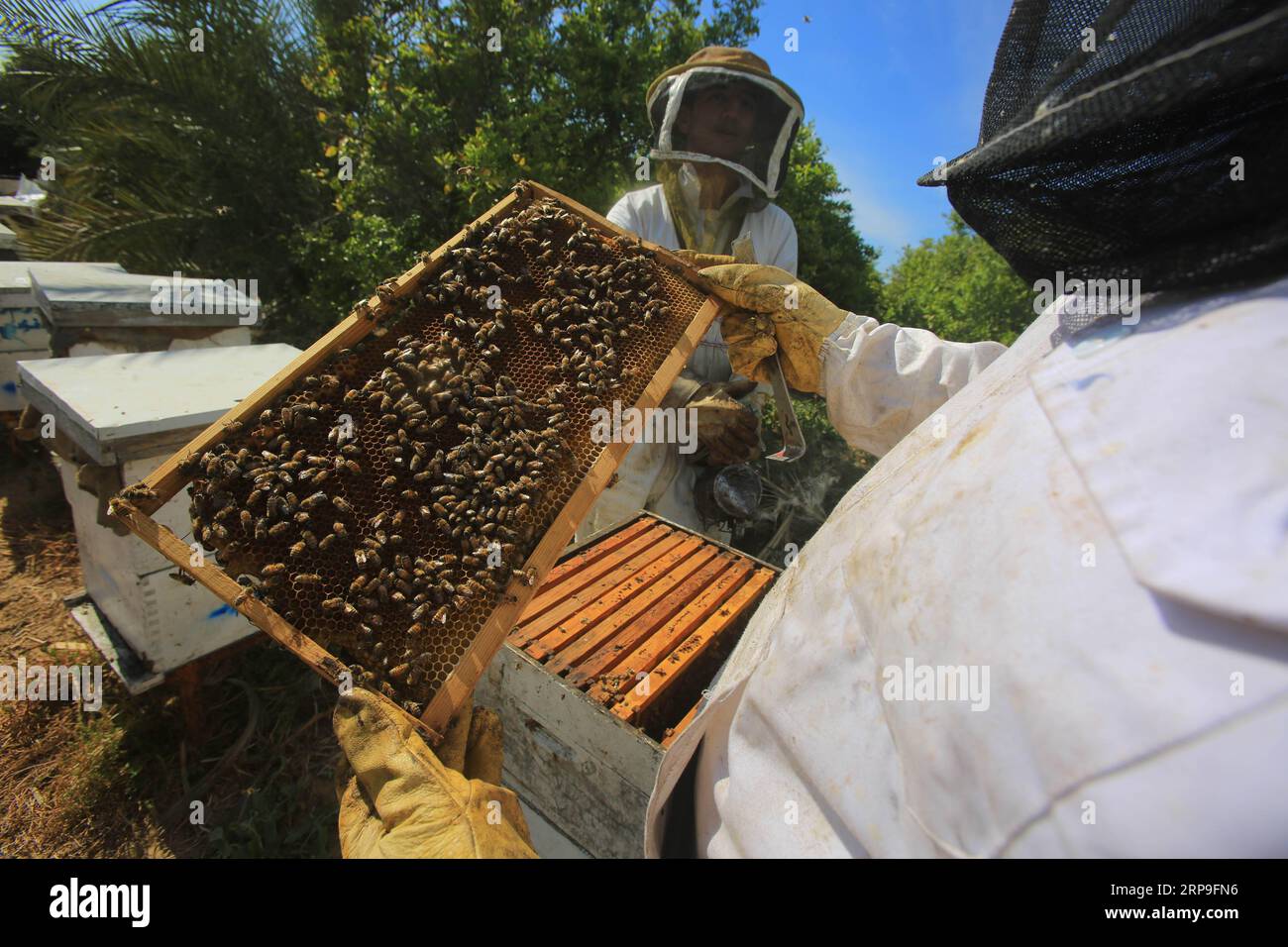 (190405) -- GAZA, 5 aprile 2019 -- gli apicoltori palestinesi controllano un alveare in un allevamento di api nella parte meridionale della Striscia di Gaza, città di Rafah, 5 aprile 2019. Ci sono 150 alveari in questo allevamento di api. Produce miele una volta all'anno e i prodotti vengono venduti solo nella Striscia di Gaza. Khaled Omar) MIDEAST-GAZA-RAFAH-APICOLTORI ZhaoxYue PUBLICATIONxNOTxINxCHN Foto Stock