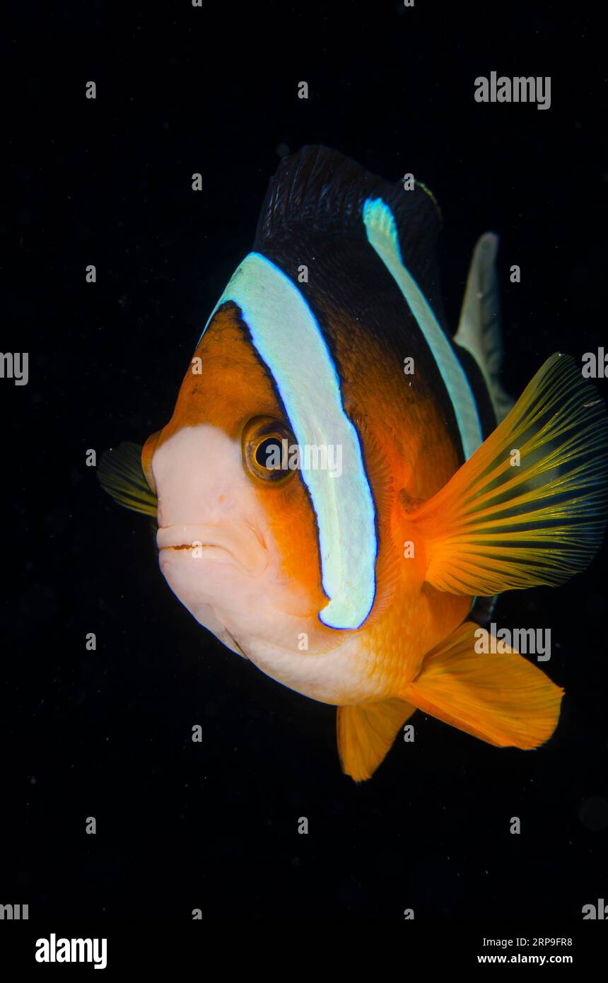 Clark's Anemonefish, Amphiprion clarkii, immersioni notturne, Murex House Reef, Bangka Island, Sulawesi settentrionale, Indonesia Foto Stock