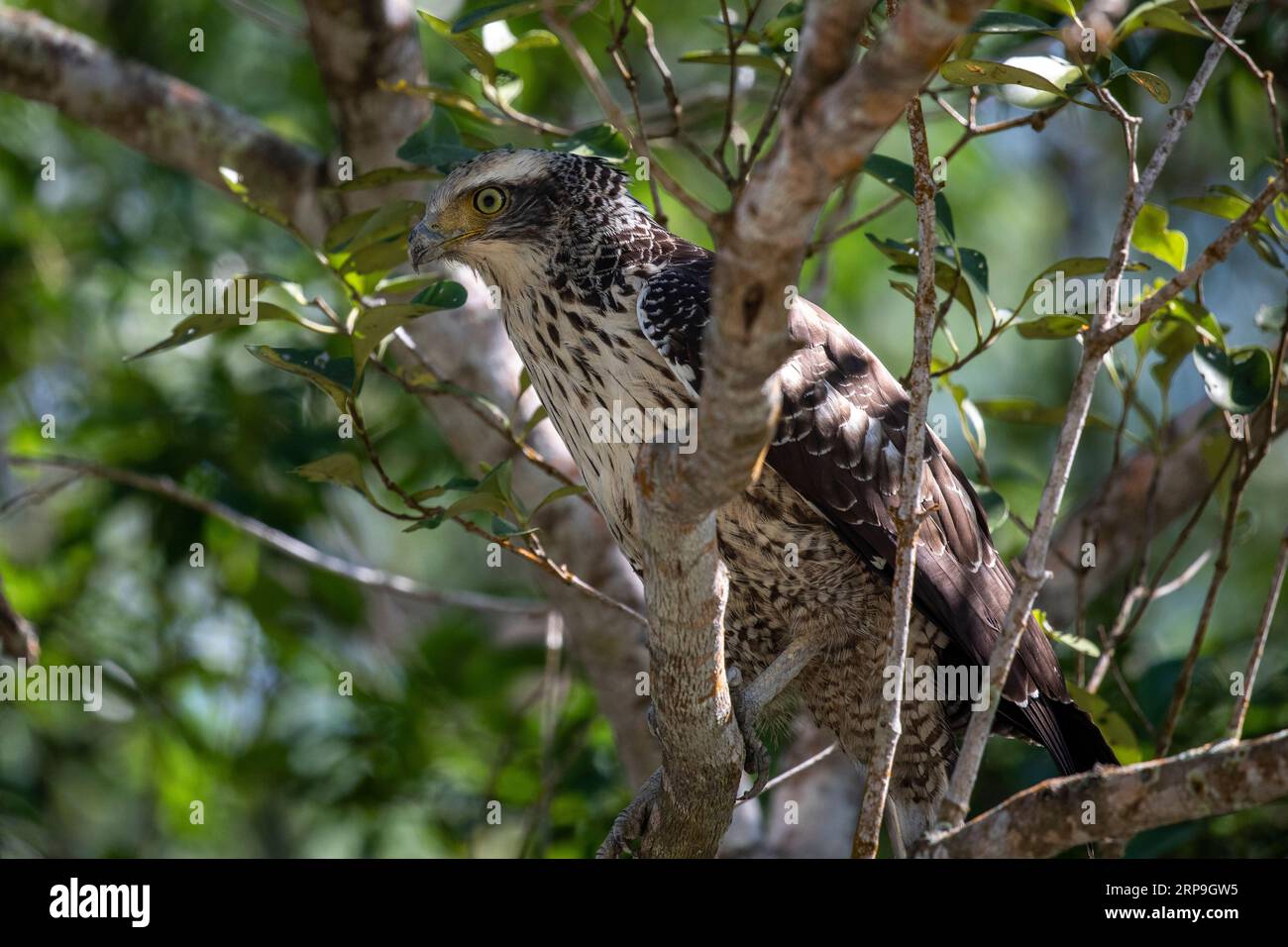 Sundarbans, Bangladesh: Un'aquila di serpente crestata giovanile ...