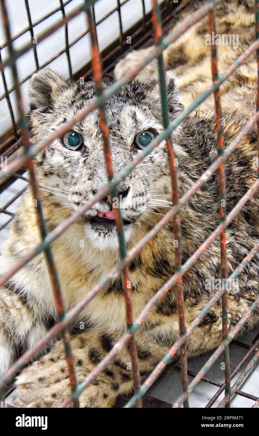 (190411) -- PECHINO, 11 aprile 2019 (Xinhua) -- leopardo delle nevi femminile Ling Xue, che si è ripresa dalle ferite, aspetta di essere restituita alla provincia del Qinghai allo zoo di Pechino, capitale della Cina, 11 maggio 2018. Li Yuhan può ancora ricordare vividamente quando ha incontrato leopardi di neve due anni fa a Sanjiangyuan, che significa fonte di tre fiumi, nella provincia del Qinghai della Cina nord-occidentale. Ero con un team di ricerca scientifica, e stavamo andando verso la cima di una montagna nella Namsel Township della prefettura autonoma tibetana di Yushu, Said li, uno studente dell'Università di Pechino. Ho visto sette leopardi di neve su quel si Foto Stock