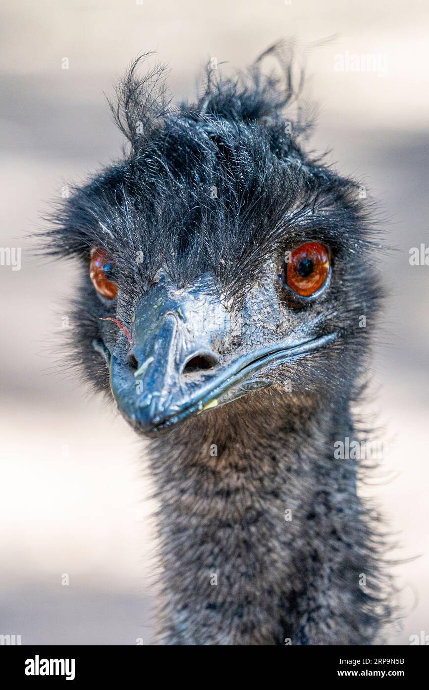 Colpo di testa di Emu (Dromaius novaehollandiae) Queensland Australia Foto Stock