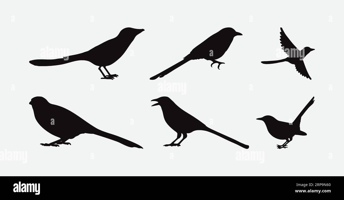 Accattivante collezione di silhouette Magpie, Un insieme di splendide formazioni aviarie Illustrazione Vettoriale