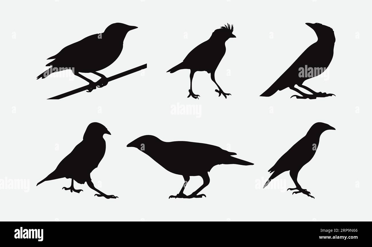 Silhouette elegantemente realizzate, Un accattivante set Myna Bird per progetti creativi Illustrazione Vettoriale