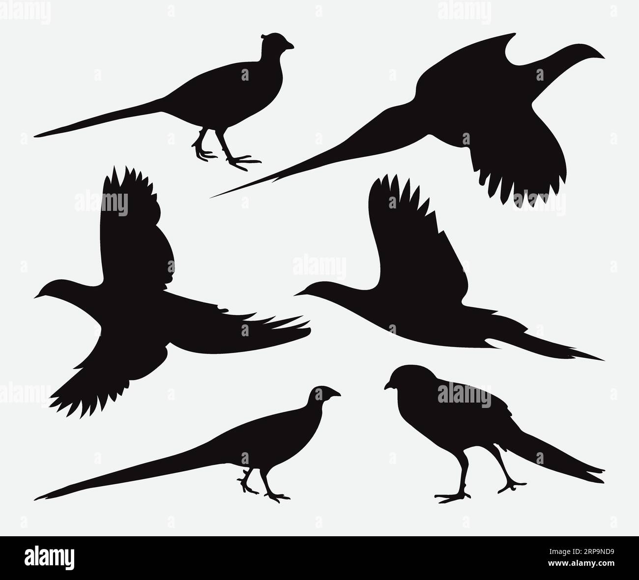 Splendida collezione di silhouette fagiani, Un elegante set di eleganza e bellezza Illustrazione Vettoriale