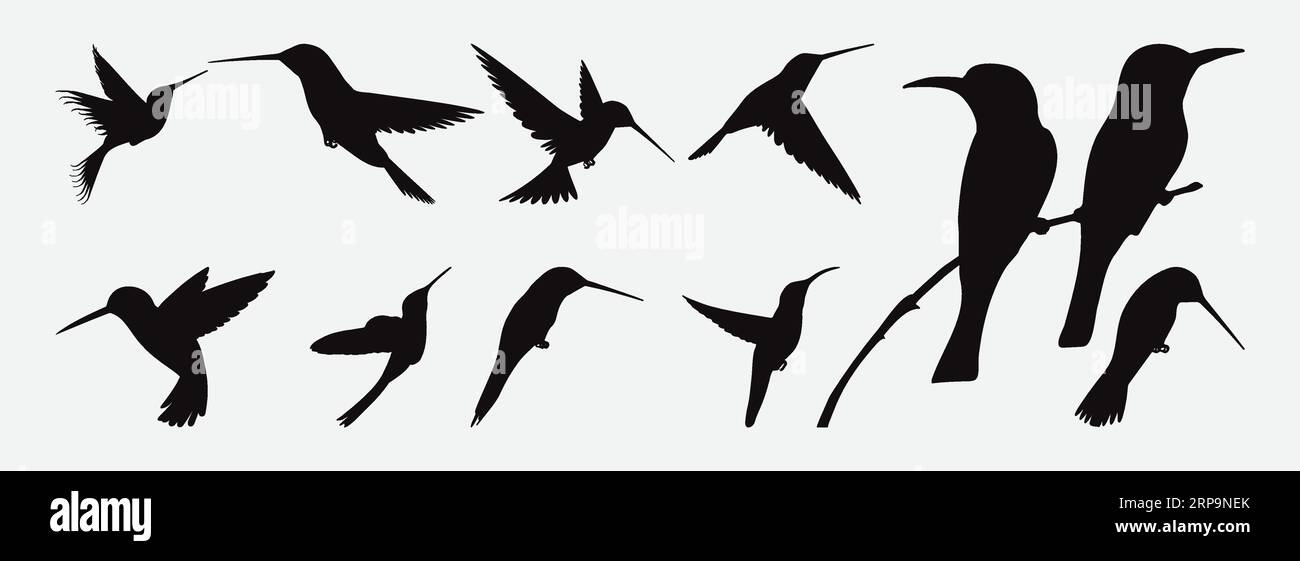 Elegance in Flight, le raffinate silhouette di colibrì in un fantastico set Vector Illustrazione Vettoriale