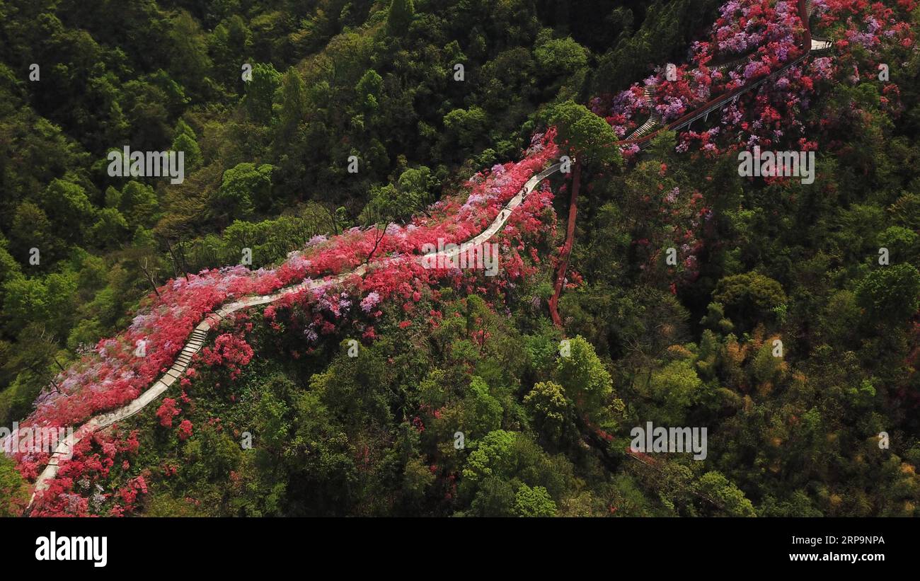 (190413) -- PECHINO, 13 aprile 2019 (Xinhua) -- i turisti vedono le azalee nel punto panoramico di Tianxia nella contea di Yuexi, nella provincia di Anhui della Cina orientale, 12 aprile 2019. Recentemente, le azalee di Tianxia sono in piena fioritura, attirando molti turisti. (Xinhua/Zhang Duan) XINHUA FOTO DEL GIORNO PUBLICATIONxNOTxINxCHN Foto Stock