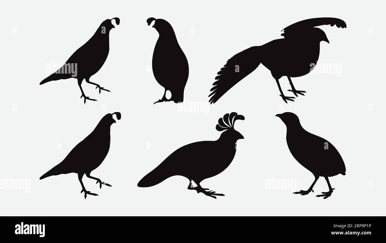Graziose silhouette di quaglia, Una collezione completa di ornamenti artistici per uccelli, perfetta per gli appassionati e i designer della natura Illustrazione Vettoriale