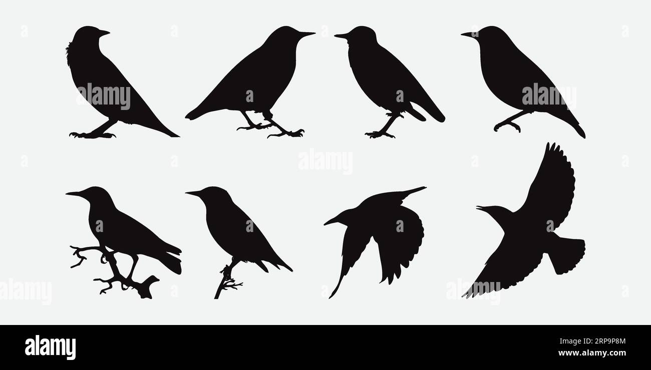Affascinanti silhouette Starling, Un grazioso gregge di uccelli in una silhouette dettagliata che forma il set di illustrazioni vettoriali Illustrazione Vettoriale