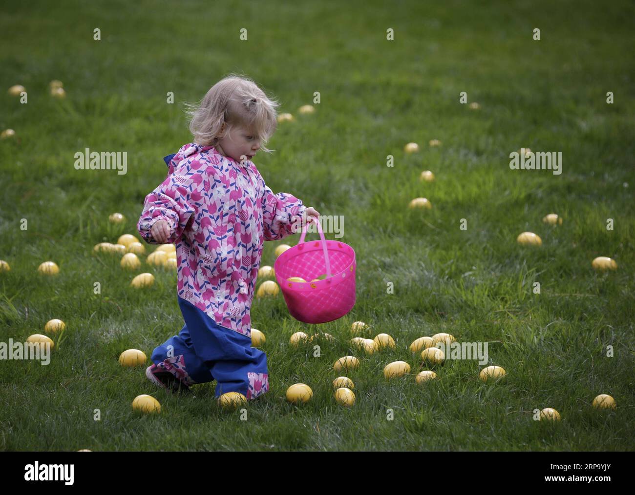 (190419) -- VANCOUVER, 19 aprile 2019 -- Un bambino va a caccia di uova durante l'Eggciting Easter Hop al VanDusen Botanical Garden di Vancouver, Canada, il 19 aprile 2019. La caccia all'uovo di Pasqua ha attirato qui le famiglie il venerdì, in cui i bambini potevano raccogliere uova vicino all'area labirinto e ricevere un premio di cioccolato, e saltare a musica divertente sul prato. ) CANADA-VANCOUVER-EASTER-EGG HUNT LiangxSen PUBLICATIONxNOTxINxCHN Foto Stock