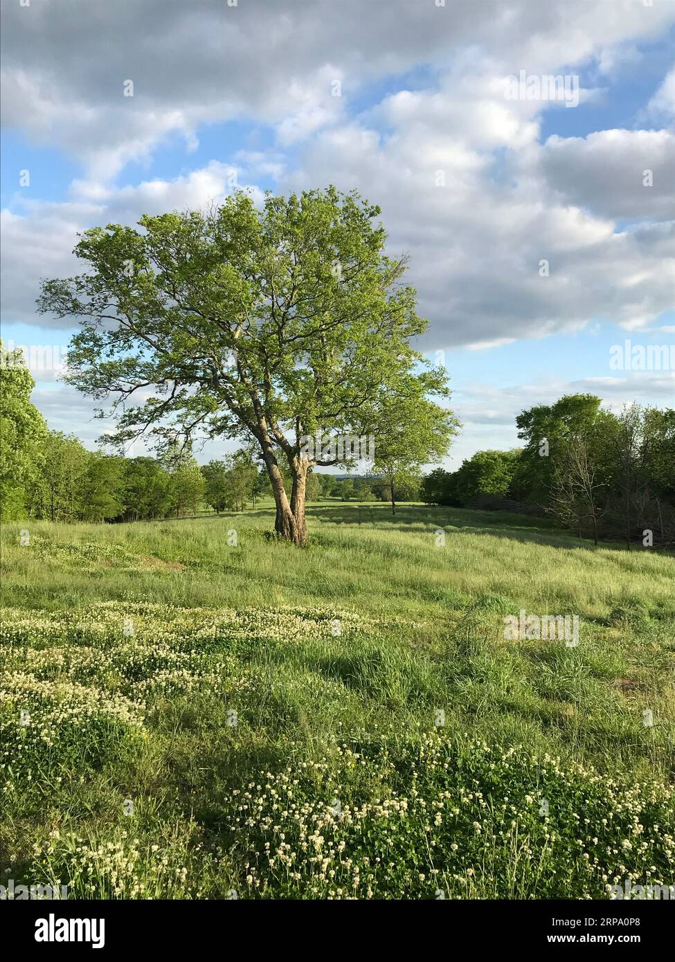 Un maestoso albero si erge in un lussureggiante prato di fiori selvatici ed erba, circondato dalla bellezza della natura Foto Stock