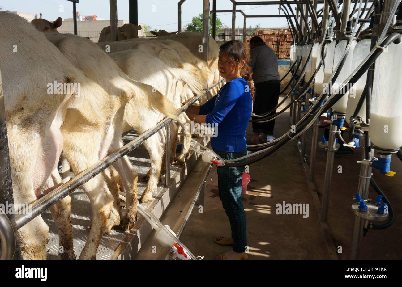 (190422) -- PECHINO, 22 aprile 2019 (Xinhua) -- lavoratori caprini da latte in una fabbrica di latte nella contea di Fuping, provincia dello Shaanxi della Cina nord-occidentale, 8 maggio 2014. La contea di Fuping, nella provincia dello Shaanxi, è il cuore delle capre da latte cinesi. Hongxing Milk Industry Company di Fuping esporta da anni prodotti a base di latte di capra nei paesi del sud e del sud-est asiatico. Il cibo di un luogo particolare è un importante simbolo delle caratteristiche geografiche e culturali locali. Il cibo porta storia e tradizione, guida la marea del commercio, rafforza le relazioni diplomatiche, diffonde e promuove la cultura. Il cibo ha l'ape Foto Stock