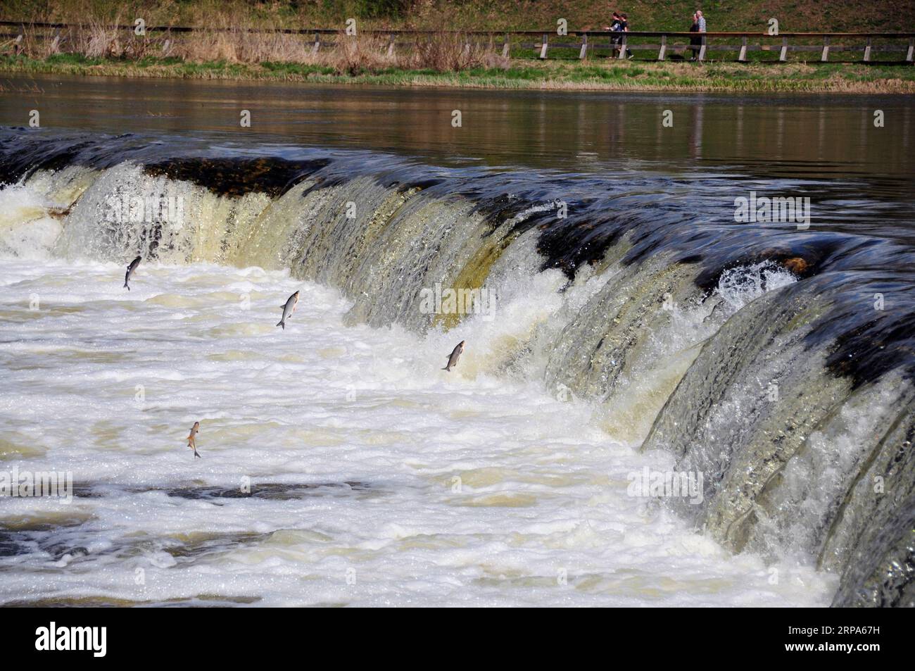 (190426) -- KULDIGA (LETTONIA), 26 aprile 2019 -- i pesci saltano a monte del Venta Rapid, un'ampia cascata sul fiume Venta a Kuldiga, Lettonia, 26 aprile 2019. Ogni primavera si vede un insolito scenario di pesci volanti sopra la cascata qui sul fiume Venta. Risalendo il torrente per la riproduzione, i pesci devono attraversare rapidamente gli oltre 240 metri di larghezza. Per raggiungere questa sfida saltano in aria più e più volte fino a quando finalmente possono continuare la loro strada a monte. ) LETTONIA-KULDIGA-VENTA PESCE RAPIDO JANISXLAIZANS PUBLICATIONXNOTXINXCHN Foto Stock