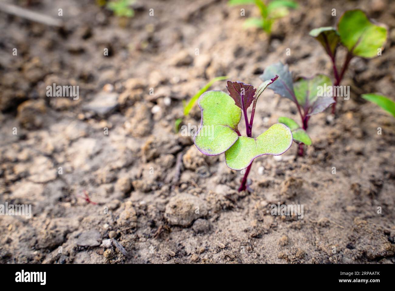 Primo piano delle piantine di cavolo rosso. Giovani piantine di cavolo rosso crescono nel terreno del giardino, le prime foglie embrionali. germogli di semi germinati Foto Stock