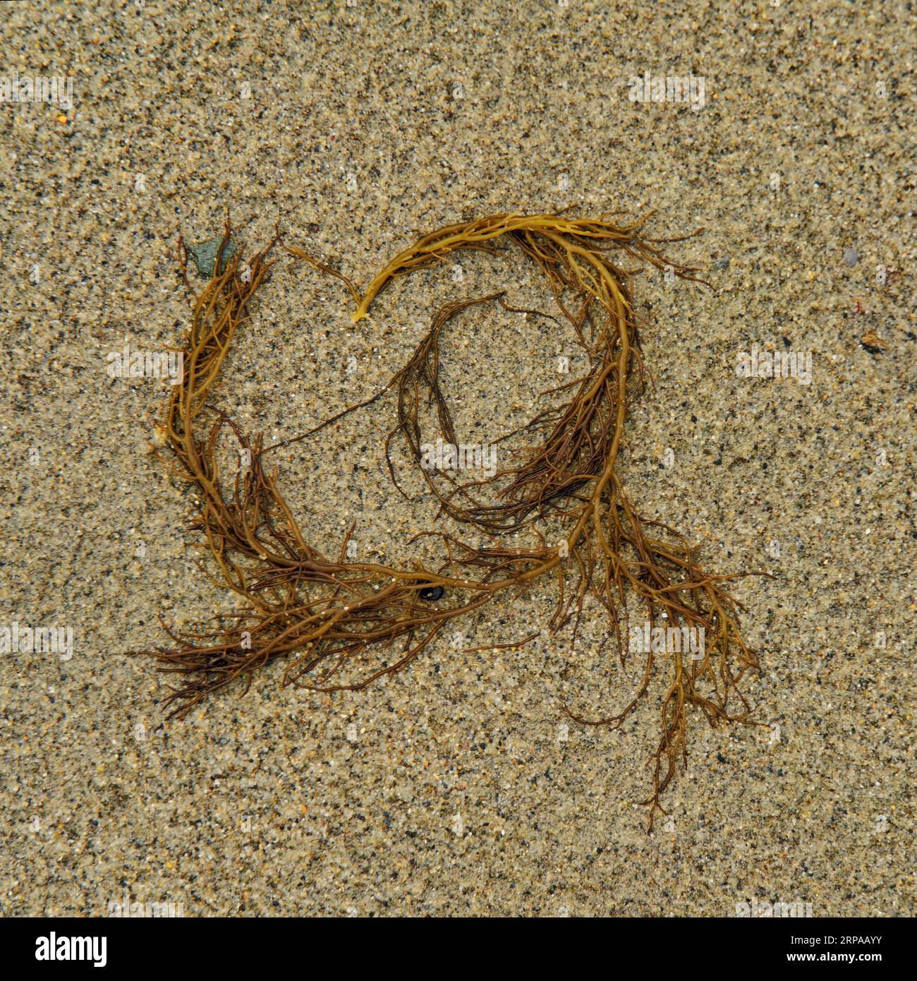 Background: La risorsa grafica della natura. Sabbia dorata con fronde di alghe marroni. Foto Stock