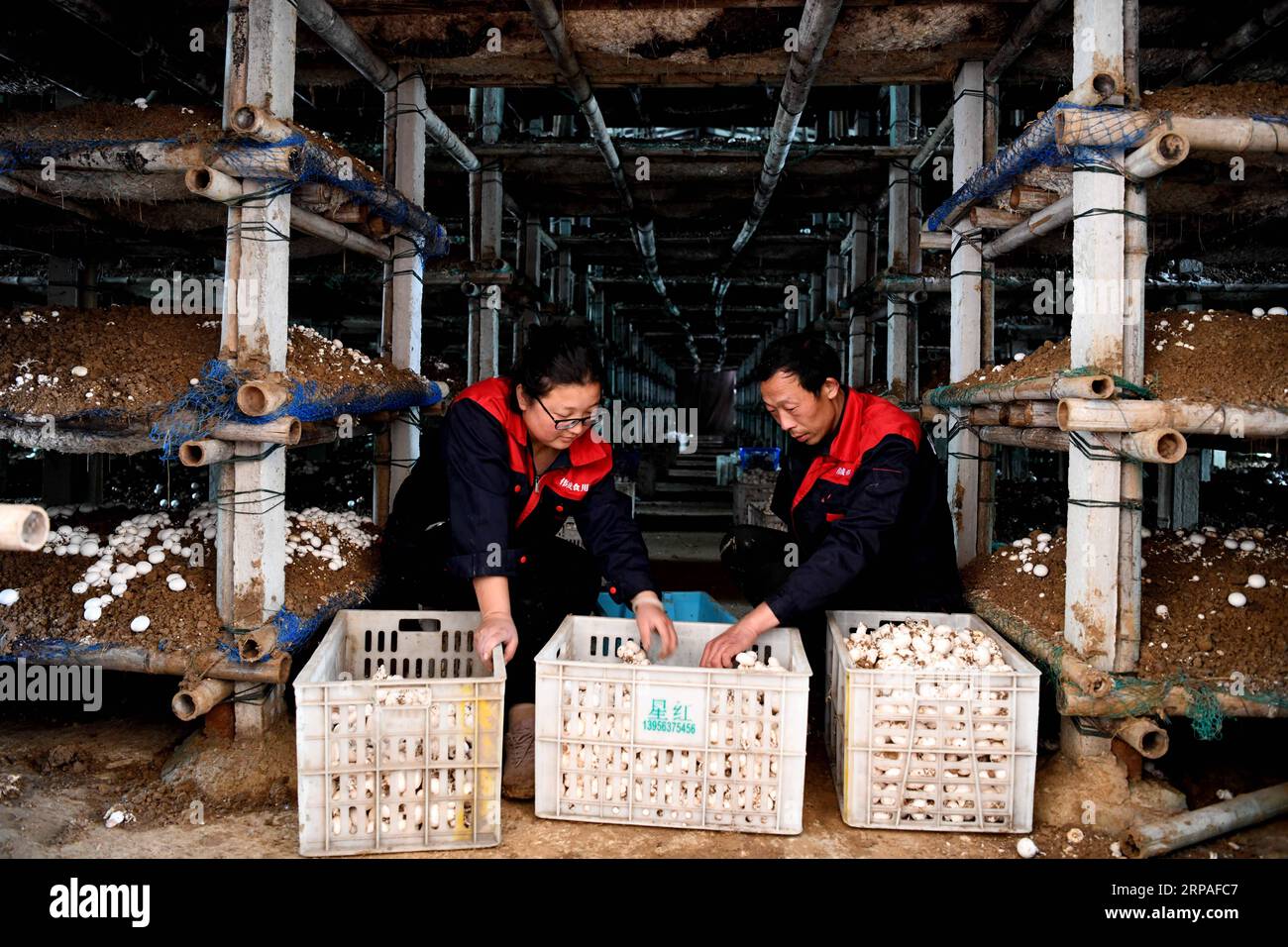 (190508) -- WUHE, 8 maggio 2019 (Xinhua) -- Deng Wei (R) e sua moglie Ou Mingyan selezionano funghi nella loro base di coltivazione di funghi nel villaggio Xinji della contea di Wuhe, nella provincia di Anhui della Cina orientale, 7 maggio 2019. Deng Wei, 41 anni, e sua moglie Ou Mingyan, 38 anni, abitanti del villaggio Xinji della contea di Wuhe, hanno sconvolto con successo la povertà dopo anni di duro lavoro coltivando funghi (Agaricus bisporus). La famiglia precipitò in povertà nel 2012 quando Deng perse il braccio destro in un incidente stradale durante un trasporto merci. Senza fonte di reddito, la famiglia Deng è stata registrata come una casa povera Foto Stock