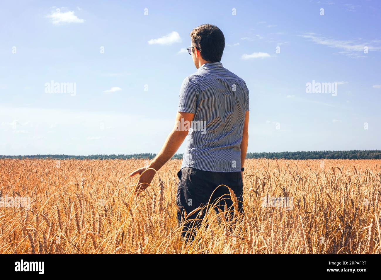 Uomo agronomo contadino in campo di grano dorato. Il maschio tiene orecchie di grano in mano. l'agricoltore maschio controlla la maturazione delle orecchie di grano. Foto Stock