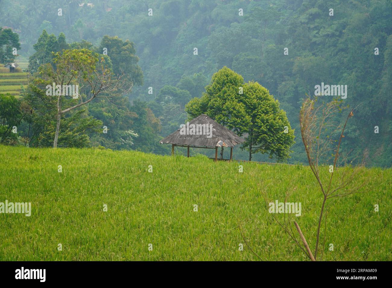 Terrazza con riso verde e gazebo nel mezzo. Splendida vista della campagna indonesiana Foto Stock