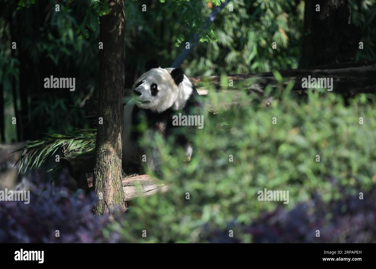 (190517) -- CHENGDU, 17 maggio 2019 (Xinhua) -- foto scattata il 16 maggio 2019 mostra il panda gigante Bai Yun alla base Qingchengshan del China Conservation and Research Center for Giant Pandas a Dujiangyan, nella provincia del Sichuan nella Cina sud-occidentale. Due panda giganti sono tornati in Cina dopo essere rimasti negli Stati Uniti per anni. Il panda gigante femminile di ventisette anni Bai Yun e suo figlio, Xiao Liwu di sei anni, sono arrivati nella provincia del Sichuan giovedì, dopo la conclusione dell'accordo di prestito per la conservazione dello zoo di San Diego con la Cina. (Xinhua/Xue Yubin) CHINA-SICHUAN-U.S.-GIANT PANDA-RETURN (CN) PUBLICATIONxN Foto Stock