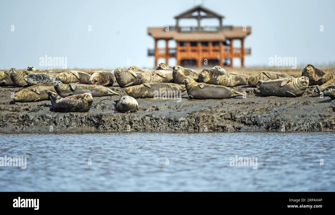 (190520) -- PECHINO, 20 maggio 2019 (Xinhua) -- foche macchiate sono raffigurate nell'estuario del fiume Liaohe a Panjin, nella provincia di Liaoning della Cina nordorientale, 28 marzo 2019. La provincia di Liaoning si trova nella parte meridionale della Cina nord-orientale, con il Mare di Bohai e il Mar giallo a sud. Nel corso degli anni, il governo provinciale ha dato priorità allo sviluppo ecologico e ha posto il miglioramento ambientale al centro della sua agenda. Le condizioni ecologiche della provincia sono migliorate grazie alla sistematica conservazione dell'ambiente naturale, alla gestione complessiva dell'ambiente rurale, a Foto Stock