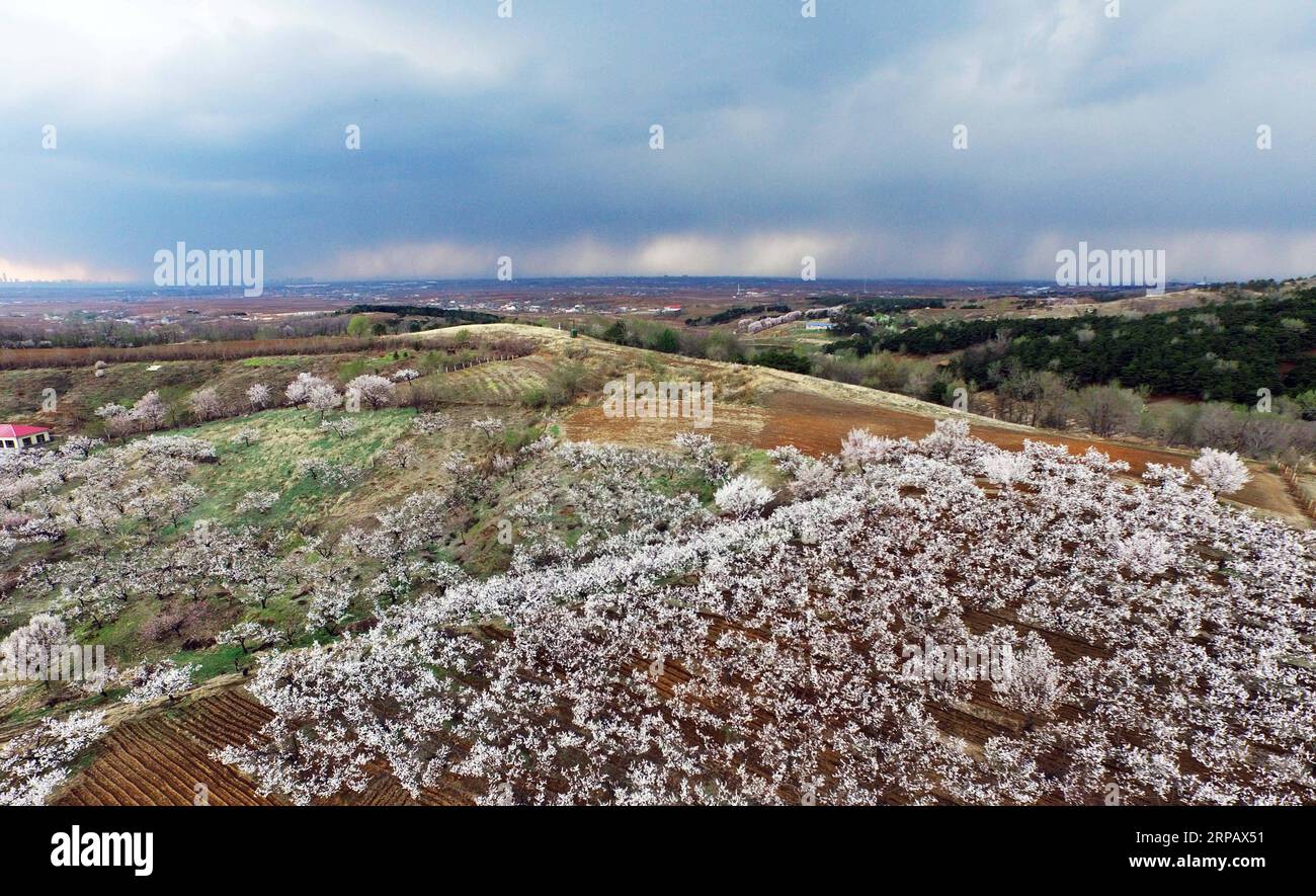 (190520) -- PECHINO, 20 maggio 2019 (Xinhua) -- foto aerea scattata il 18 aprile 2019 mostra fiori di albicocca nel distretto di Hunnan di Shenyang, provincia di Liaoning nella Cina nordorientale. La provincia di Liaoning si trova nella parte meridionale della Cina nord-orientale, con il Mare di Bohai e il Mar giallo a sud. Nel corso degli anni, il governo provinciale ha dato priorità allo sviluppo ecologico e ha posto il miglioramento ambientale al centro della sua agenda. Le condizioni ecologiche della provincia sono migliorate grazie alla sistematica conservazione dell'ambiente naturale, alla gestione complessiva dell'ambiente rurale Foto Stock