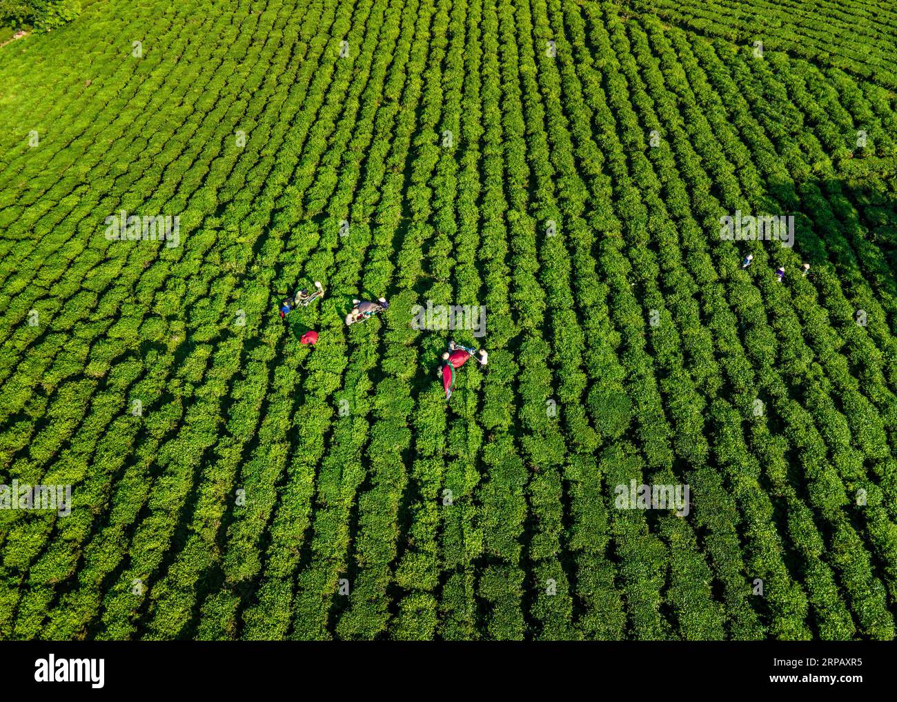 Vista aerea delle piantagioni di tè sulle colline nella provincia di Phu Tho, Vietnam Foto Stock