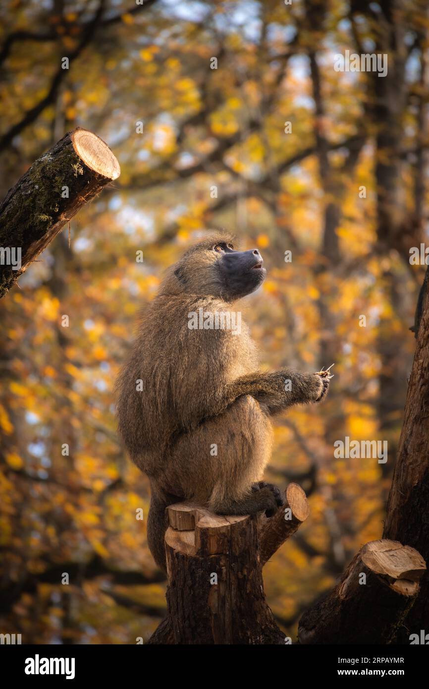 Curioso Guinea Baboon nel giardino zoologico autunnale. Scimmia marrone pelosa nello zoo durante la colorata stagione autunnale. Foto Stock