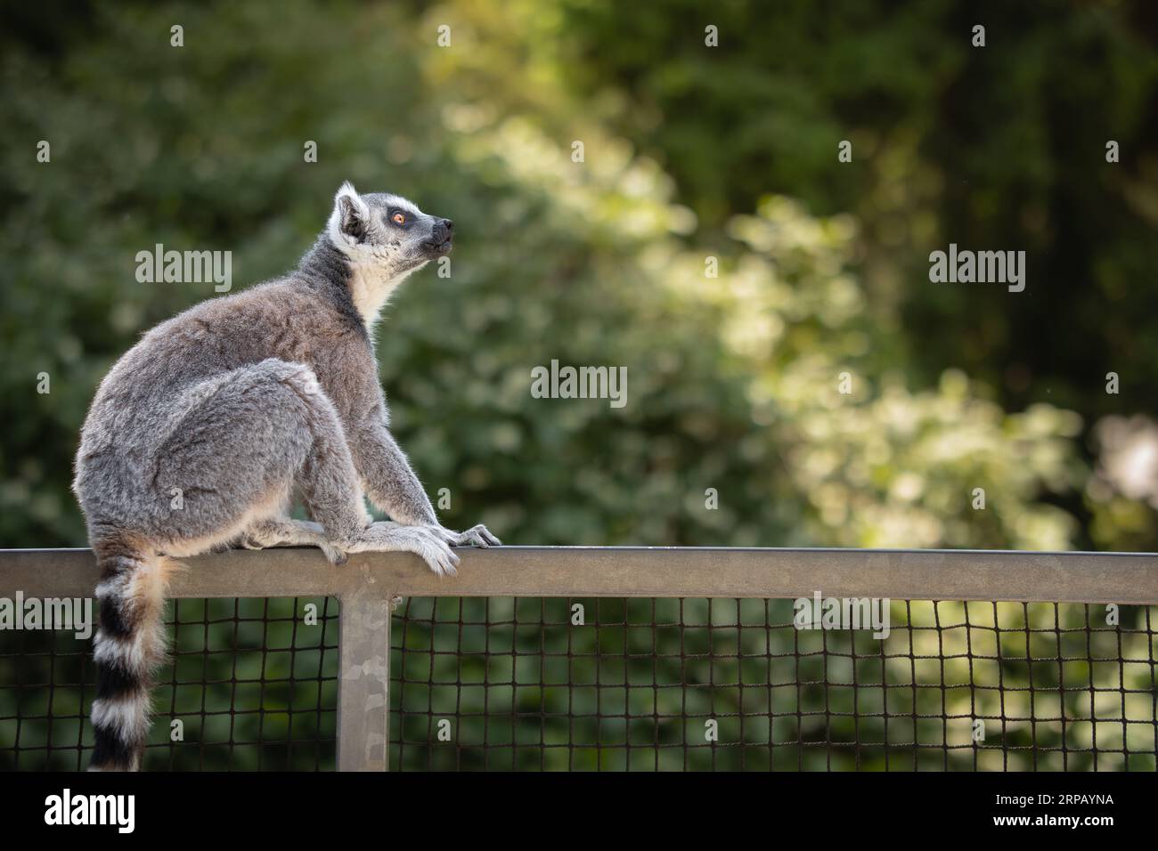 Ritratto laterale del lemuro con coda ad anello nello zoo. Grazioso profilo di Catta di pelliccia seduto sulla recinzione nel giardino zoologico. Foto Stock