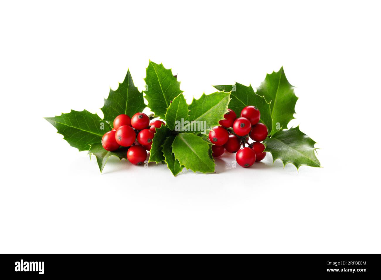 Decorazione natalizia naturale. Foglie di Holly con bacche rosse su bianco. Foto Stock