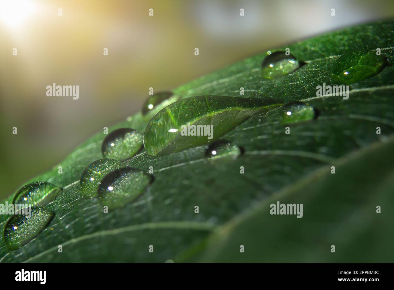 gocce d'acqua su foglie verdi da vicino Foto Stock