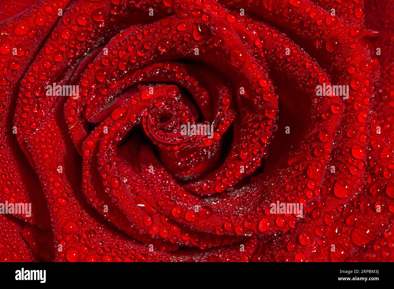 gocce d'acqua sulla rosa rossa da vicino Foto Stock