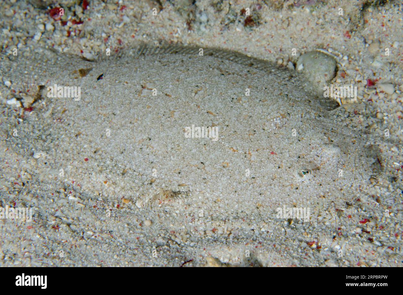 Flounder, Bothus sp, mimetizzati sulla sabbia, immersioni notturne, Murex House Reef, Bangka Island, Sulawesi settentrionale, Indonesia Foto Stock