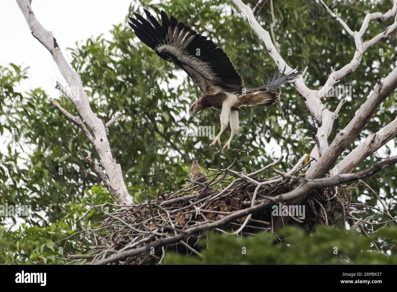 (190617) -- SINGAPORE, 17 giugno 2019 -- aquile di mare appena nate con il becco bianco sono viste a Singapore il 17 giugno 2019. ) SINGAPORE-SEA-BELLIED EAGLE ThenxChihxWey PUBLICATIONxNOTxINxCHN Foto Stock