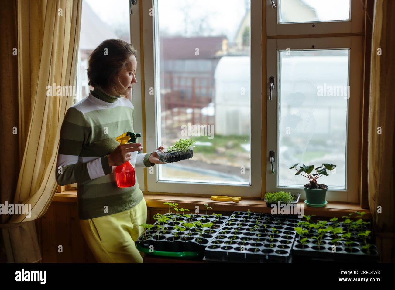 Donna che spruzza piante di pomodoro in un contenitore di plastica, Mosca, Russia Foto Stock