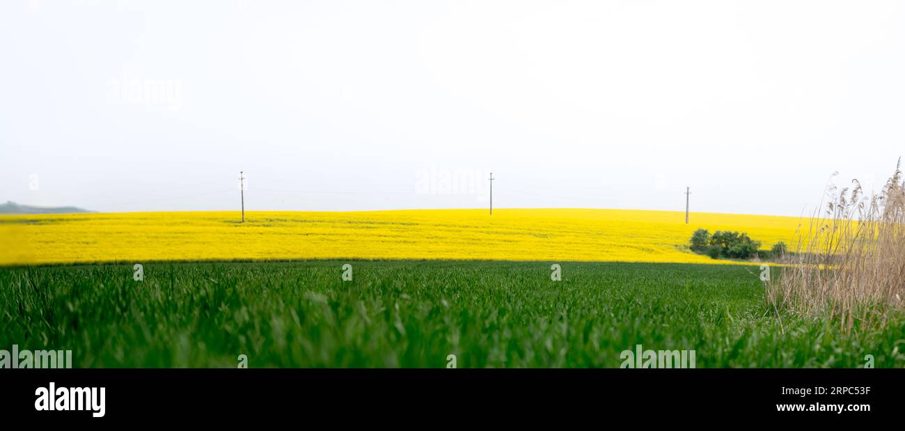 Colture con frumento verde e colza gialla, primavera sui campi Foto Stock