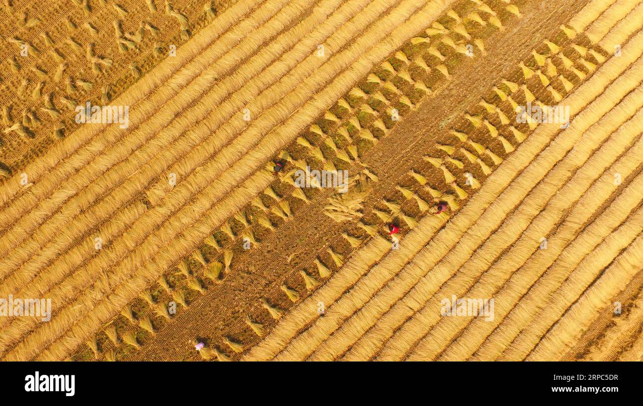 (190624) -- ZHENGZHOU, 24 giugno 2019 -- foto aerea scattata il 27 ottobre 2017 mostra gli agricoltori che lavorano nei campi nella città di Yuanwu della contea di Yuanyang, nella provincia di Henan nella Cina centrale. Situato nella parte centrale della Cina, Henan si trova nella parte medio-bassa del fiume giallo, il secondo fiume più lungo del paese. Oltre alle abbondanti risorse storiche e culturali e ai paesaggi naturali, l'Henan, come principale provincia agricola, è anche considerata una delle principali aree produttrici di prodotti agricoli in Cina. Prendendo le idee di acque lucide e montagne lussureggianti sono beni inestimabili , Henan in REC Foto Stock