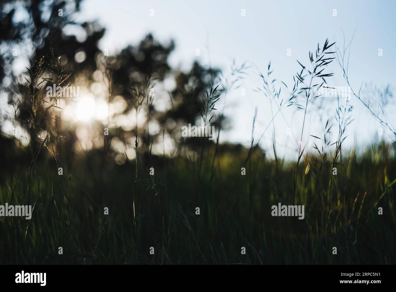 Tramonto estivo tra gli alberi che fiancheggiano una prateria erbosa nel Midwest Foto Stock