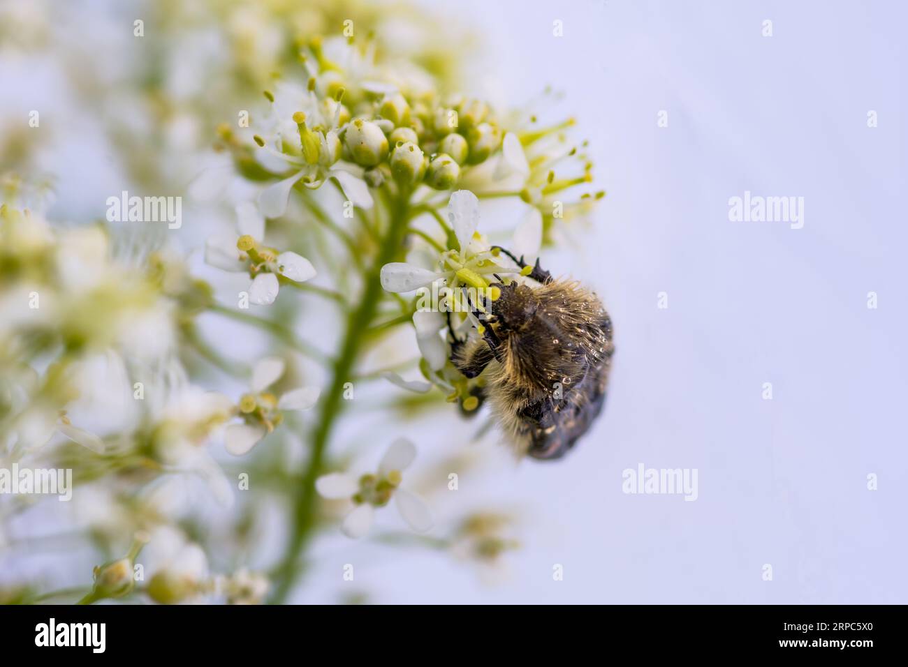 Tropinota hirta che mangia fiori Foto Stock
