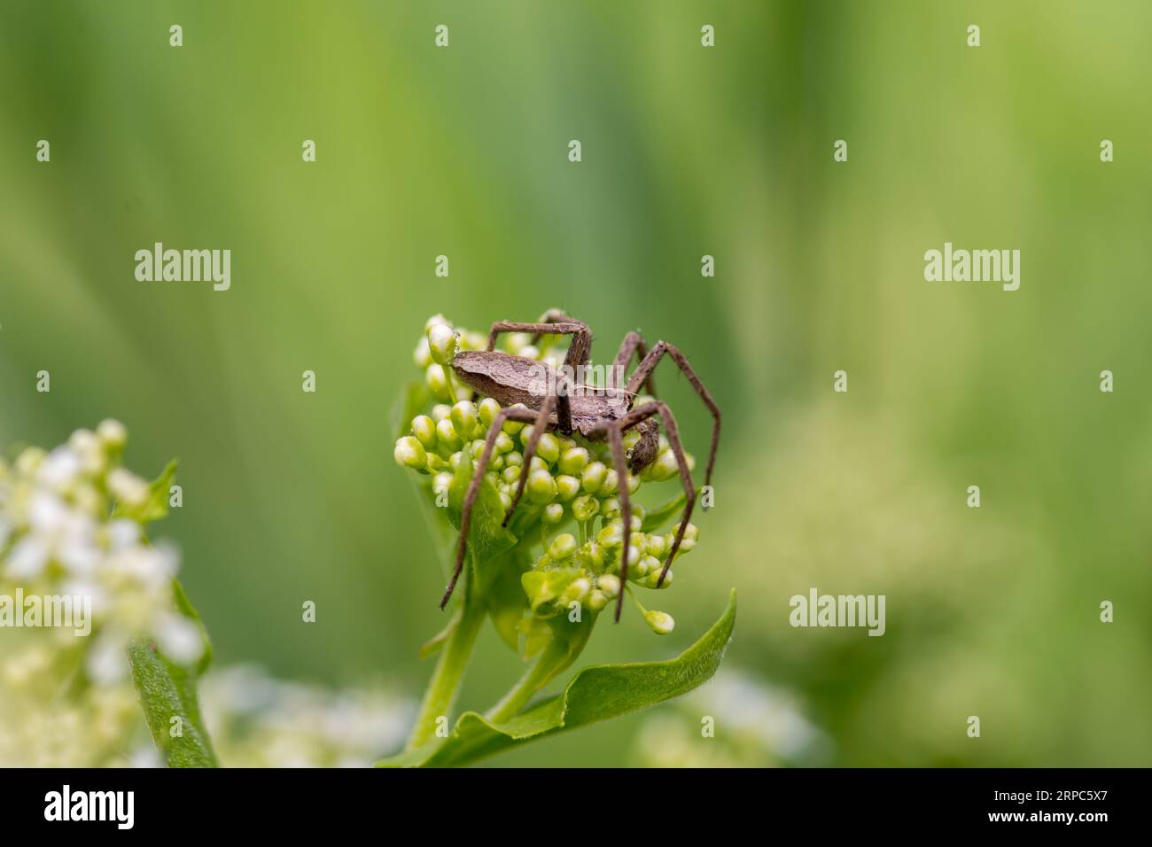 Spider cathing prega Foto Stock