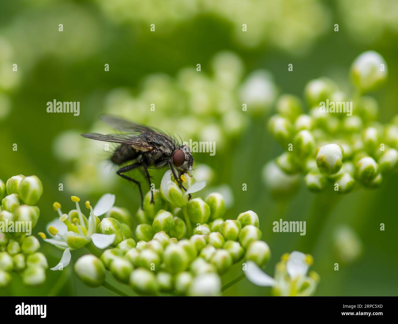 Girate su un fiore Foto Stock