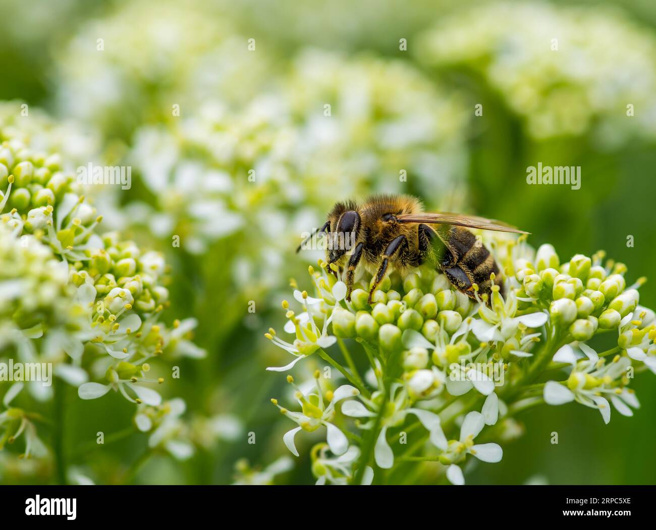 Bee impollinatori fiore Foto Stock